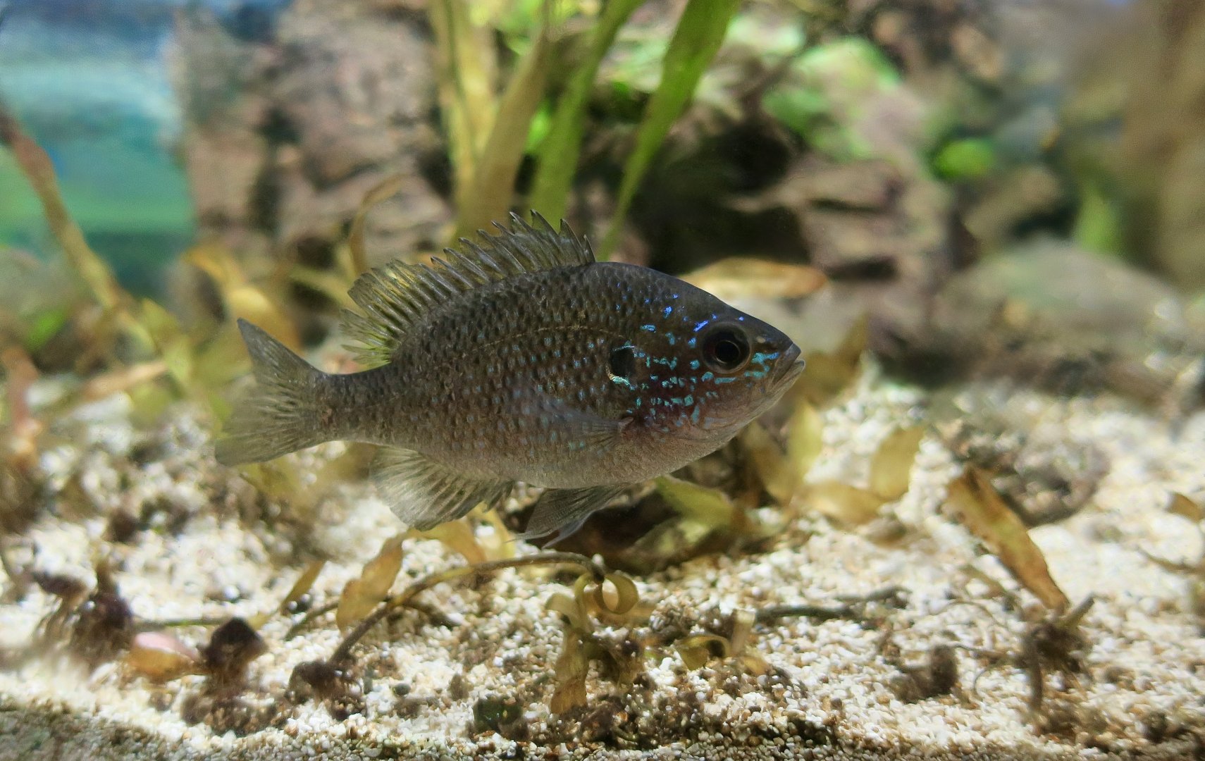 Dollar Sunfish (Lepomis marginatus)
