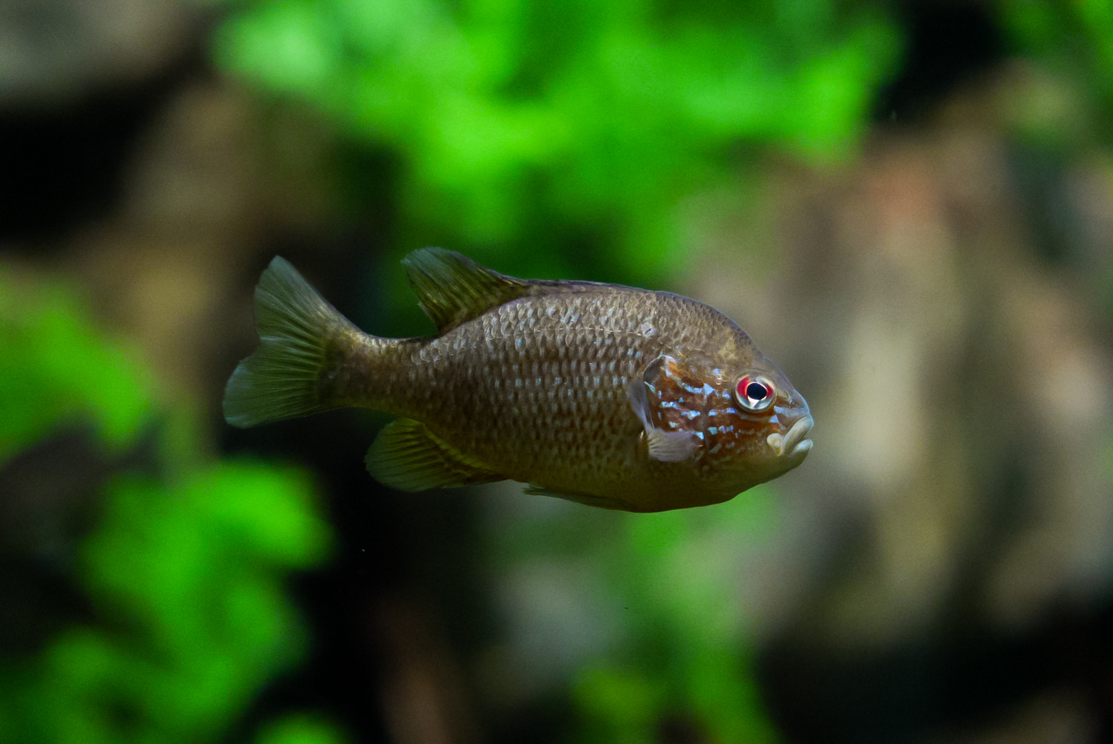 Dollar Sunfish