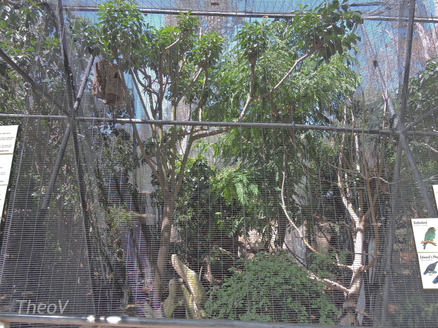 Dollarbird aviary [2015]