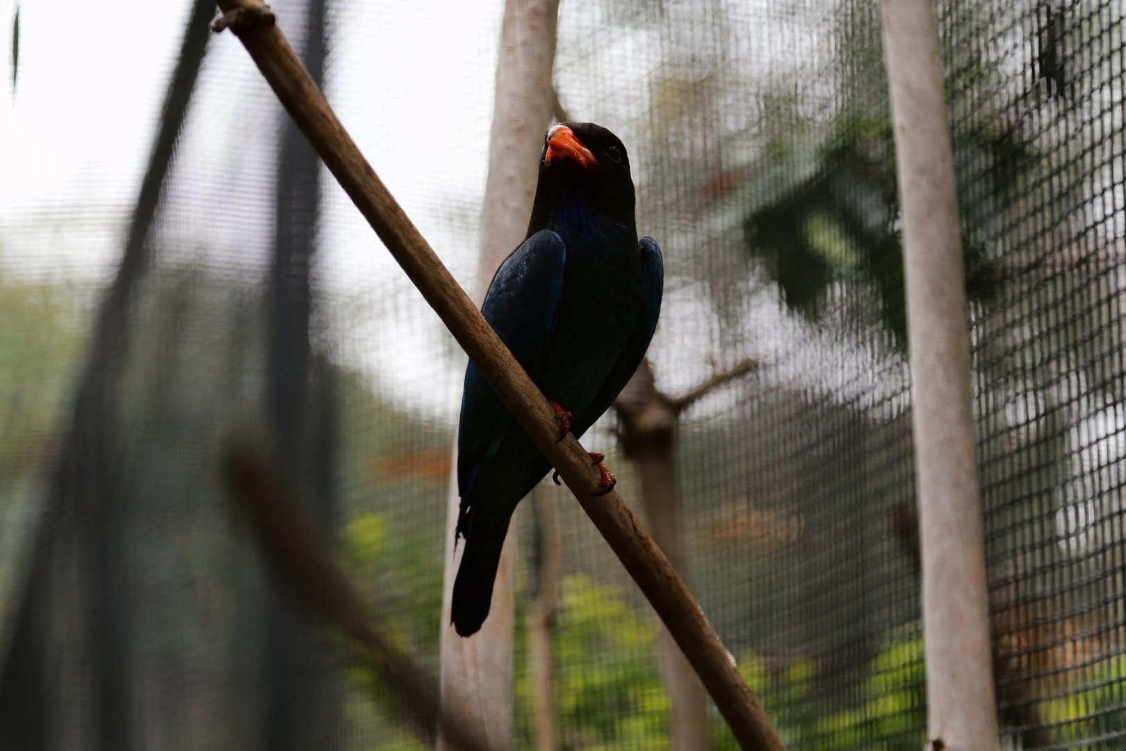 Dollarbird (Eurystomus orientalis)