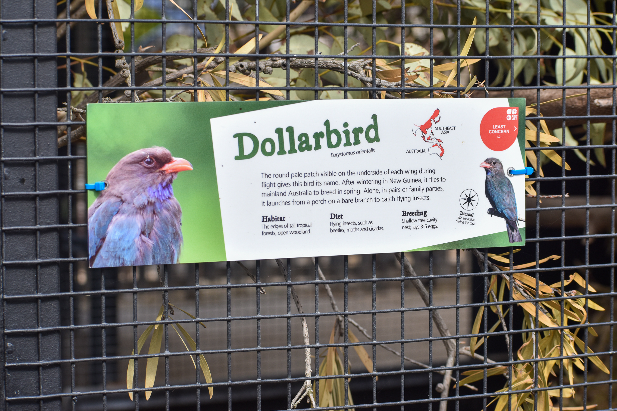Dollarbird signage