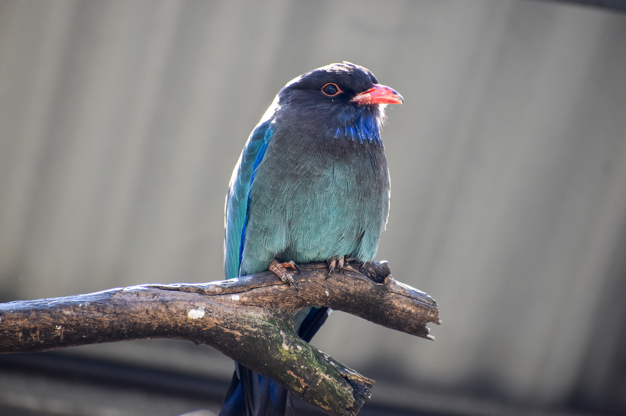 Dollarbird