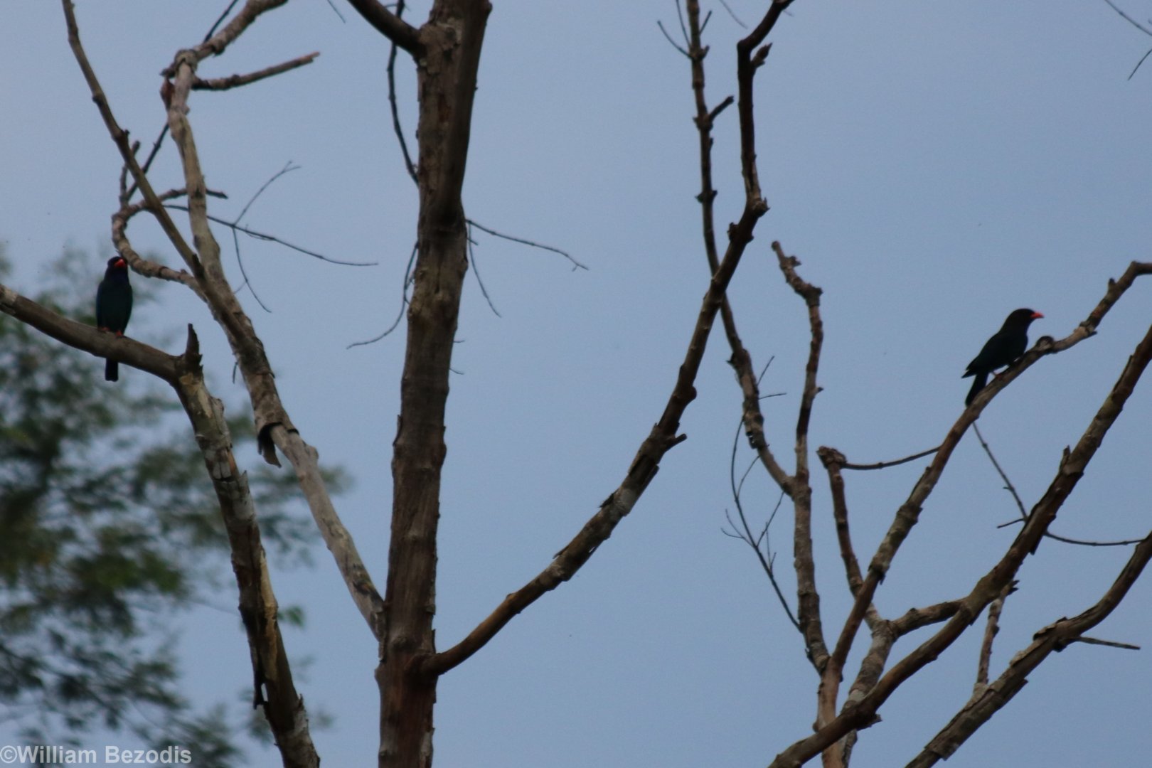 Dollarbirds - Kaeng Krachan National Park