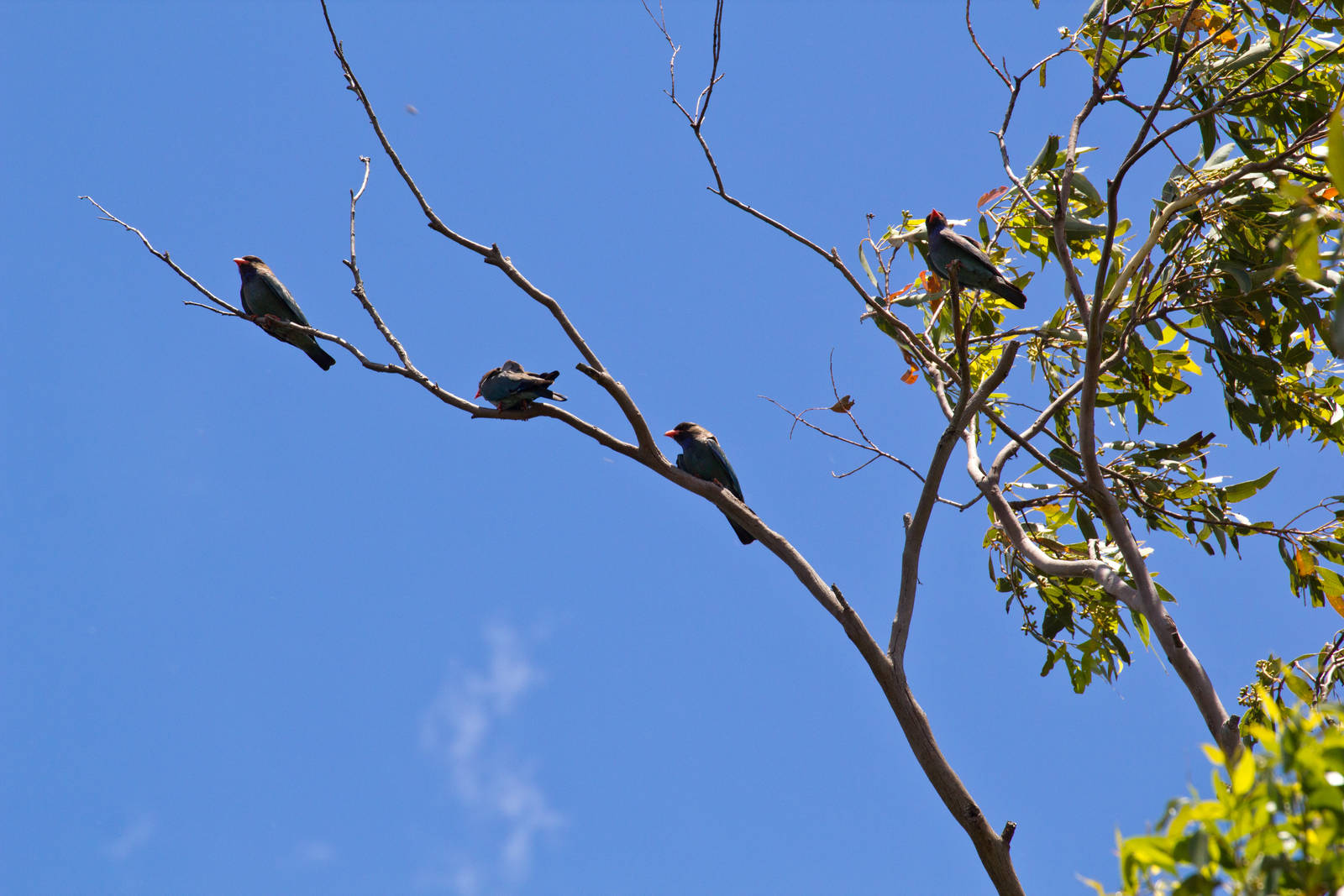 Dollarbirds