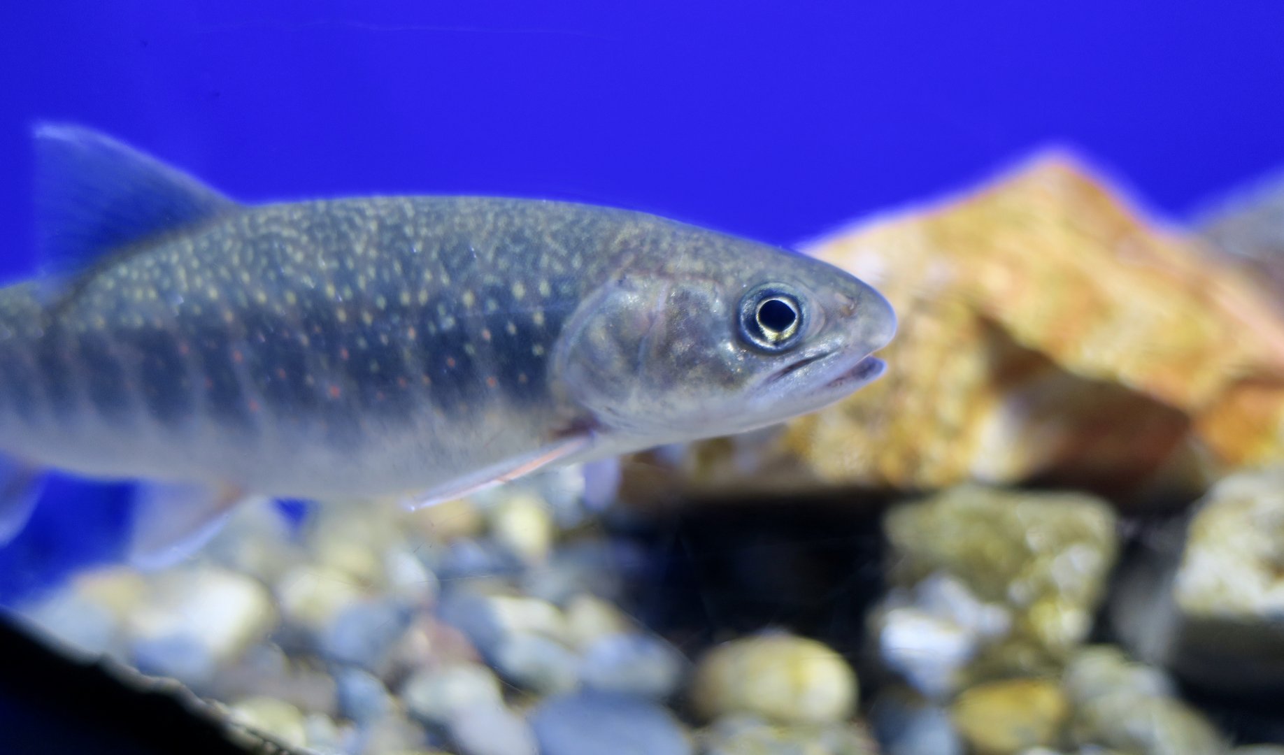 Dolly Varden Trout/Miyabe Char (Salvelinus malma miyabei)