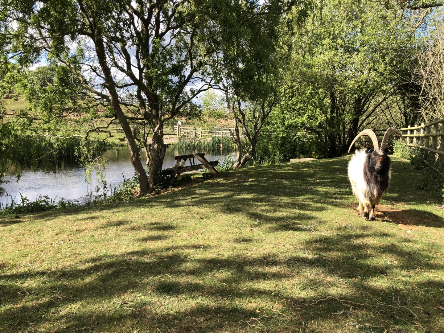 ‘Dolly’s Pond’ with Bilbo Bagot