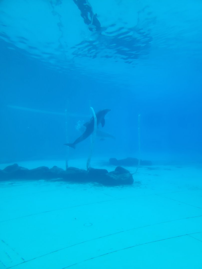 Dolphin and enrichment