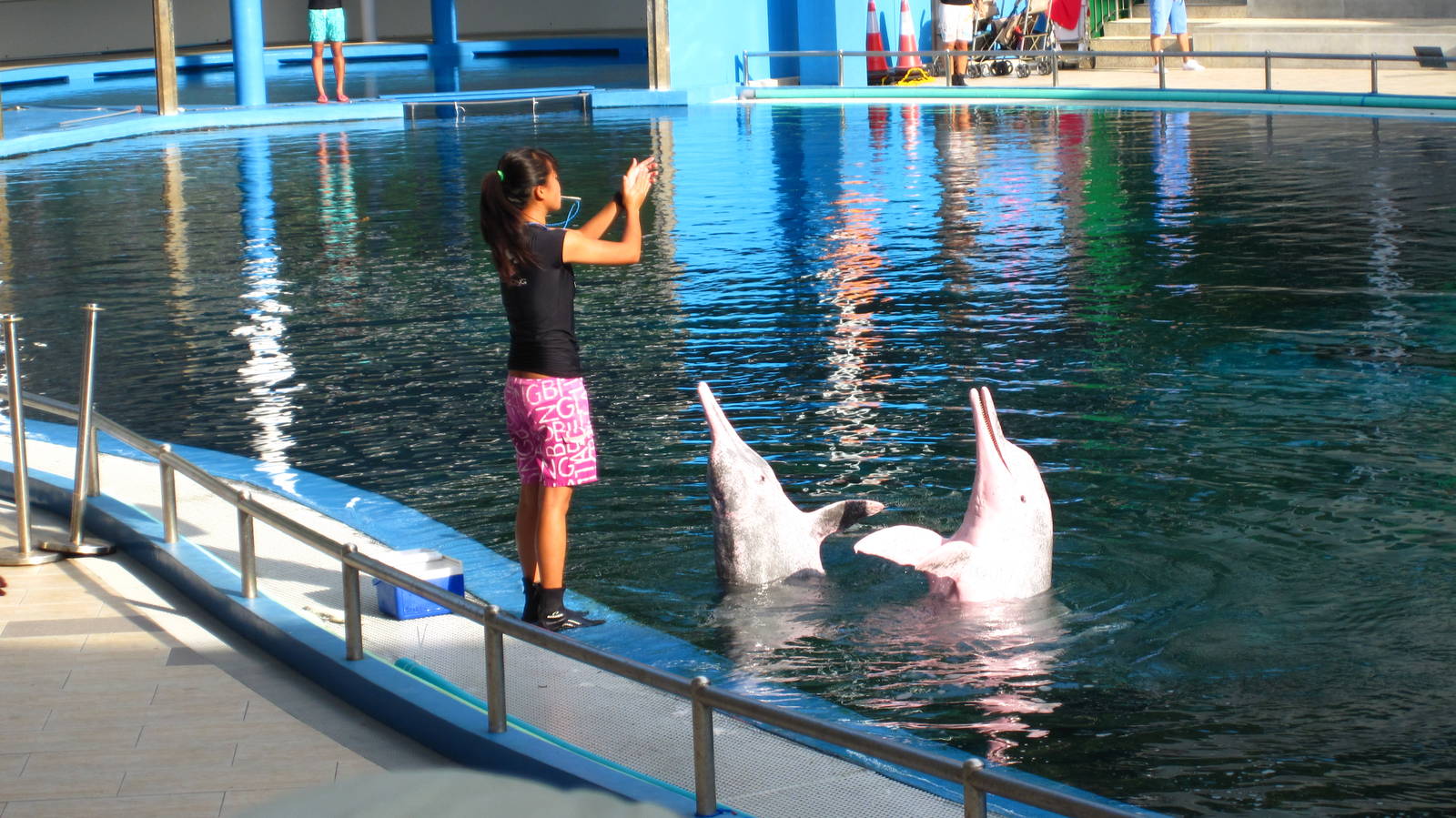 Dolphin and Fur Seal Show, Dolphin Lagoon