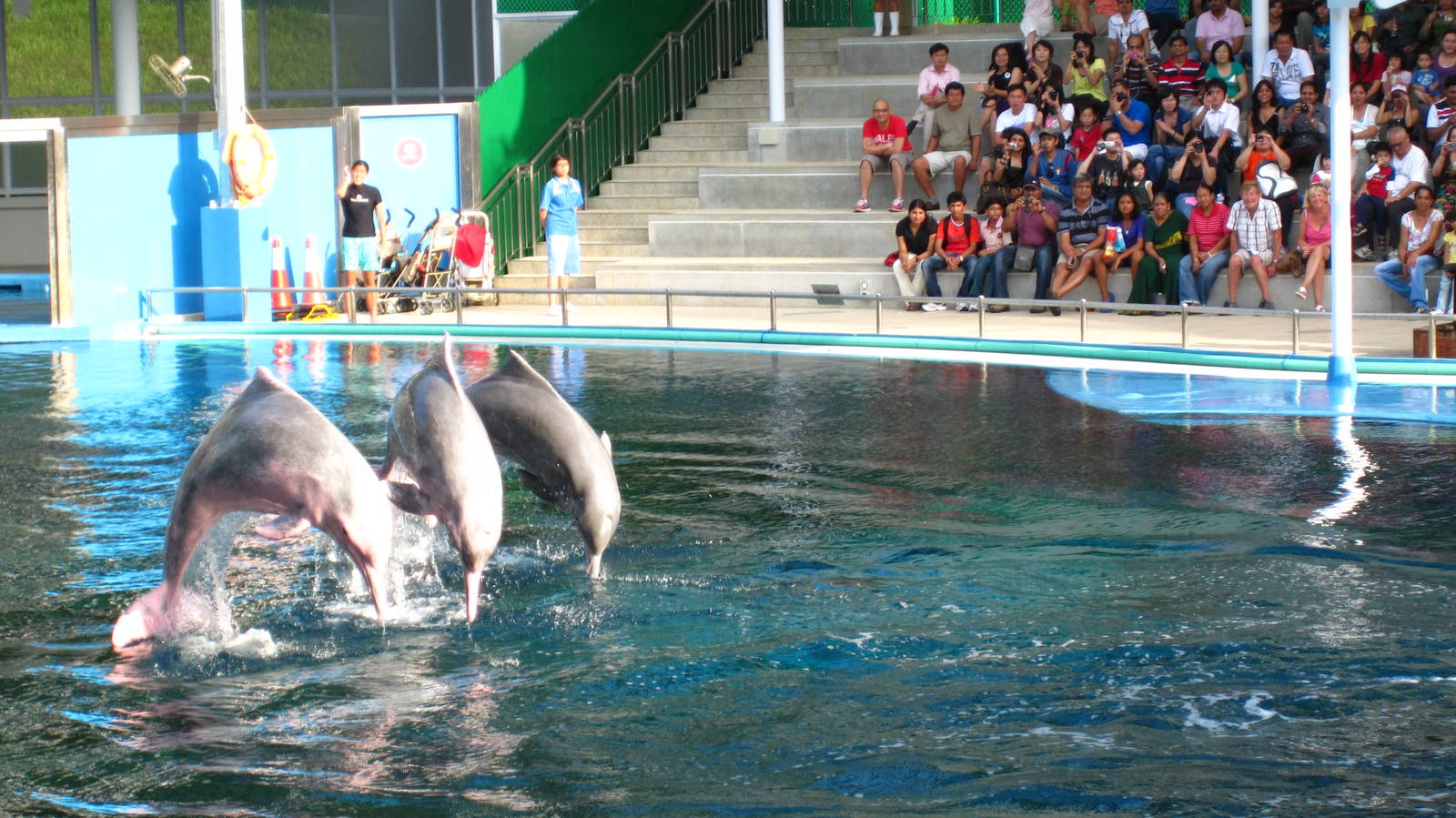 Dolphin and Fur Seal Show, Dolphin Lagoon