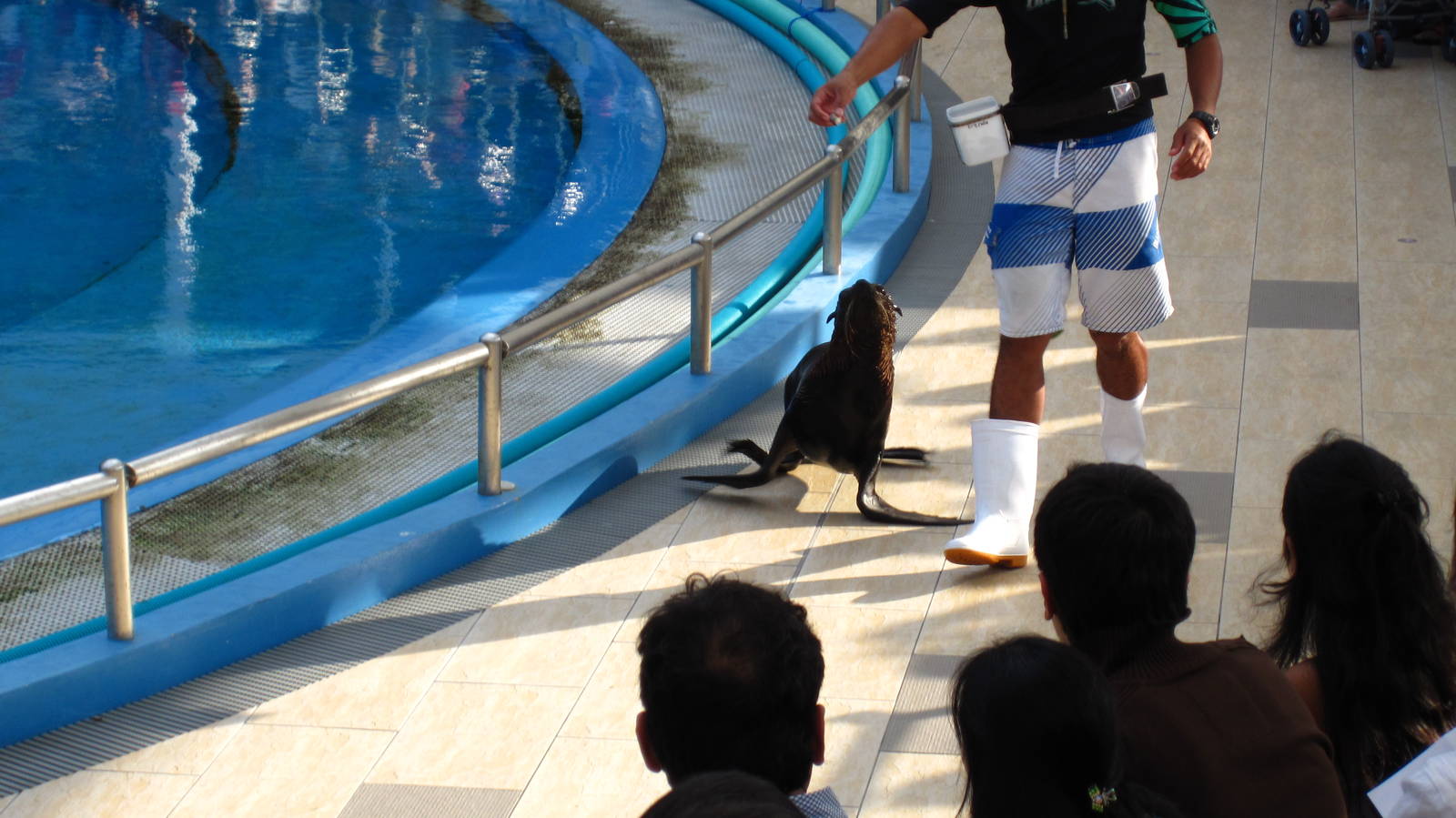 Dolphin and Fur Seal Show, Dolphin Lagoon