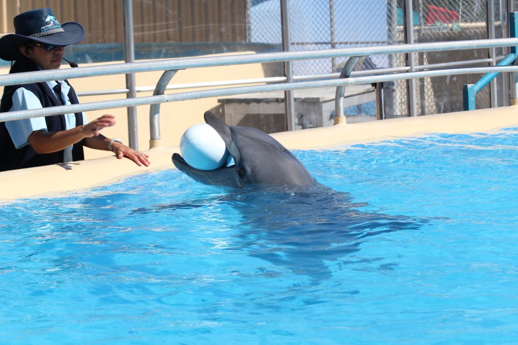 Dolphin and trainer