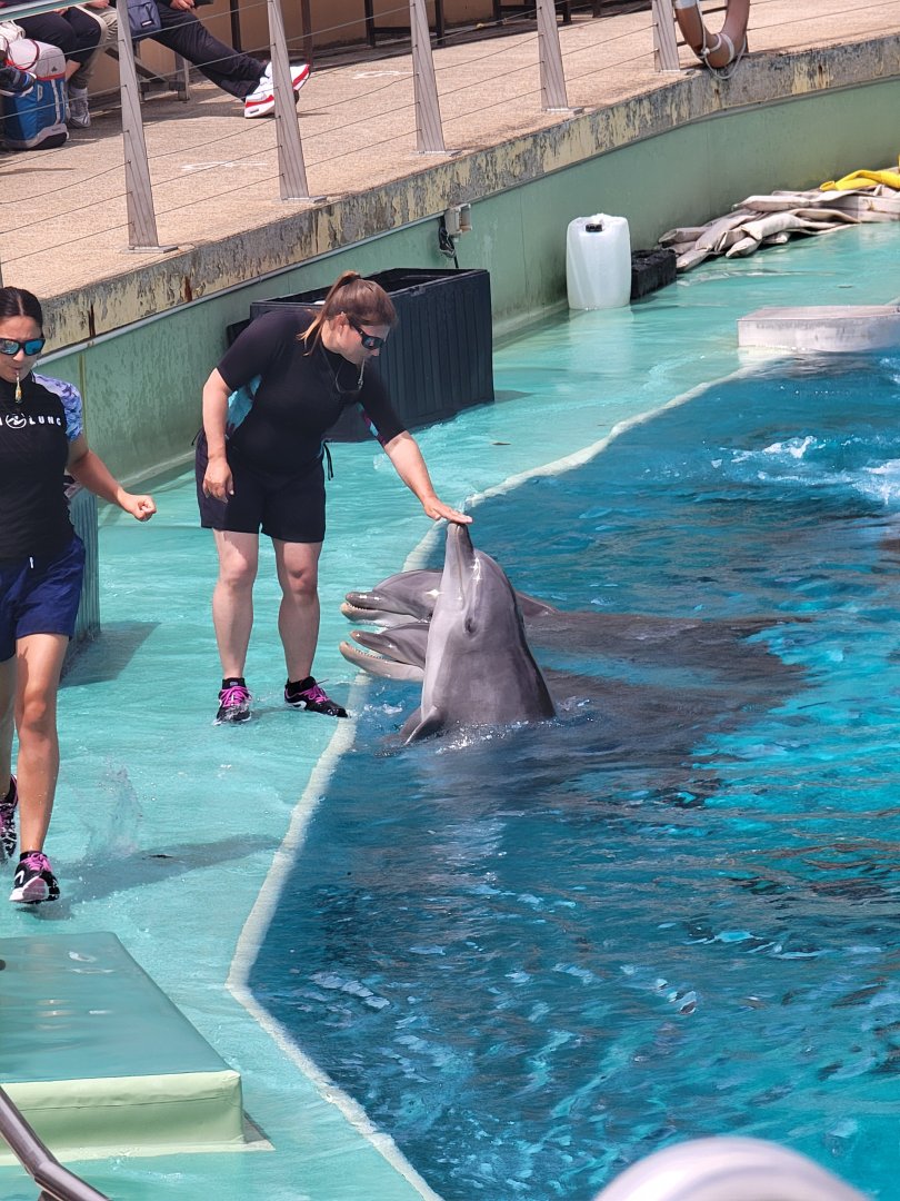 Dolphin and trainer