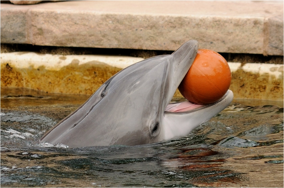 Dolphin at Nürnberg