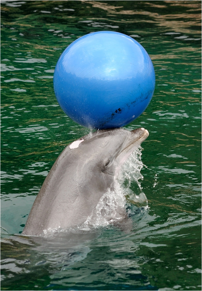 Dolphin at Nürnberg