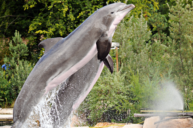 Dolphin at Nurnberg