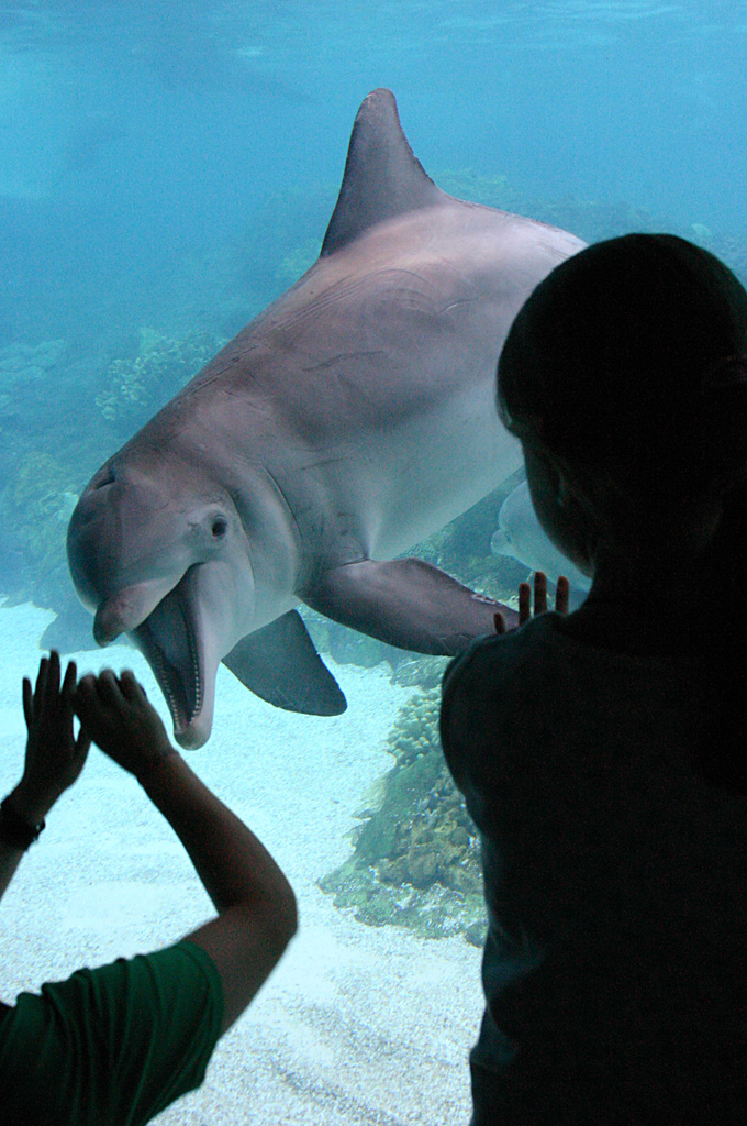 Dolphin at SeaWorld Orlando 20/03/05