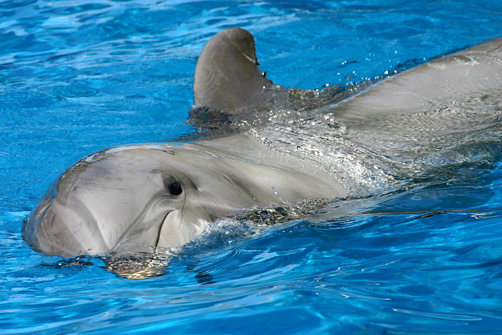 Dolphin at SeaWorld Orlando 20/03/05