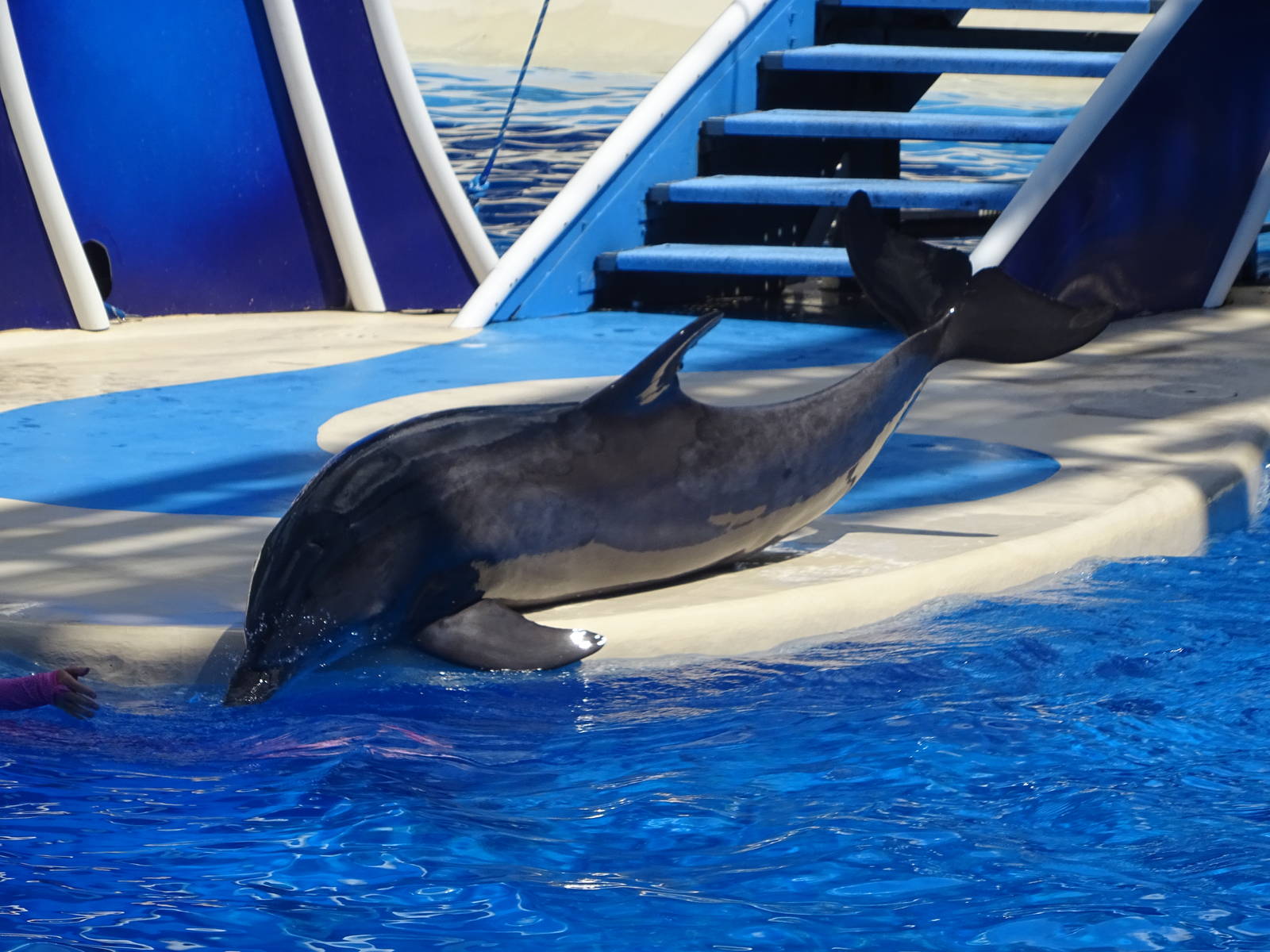 Dolphin at SeaWorld Orlando