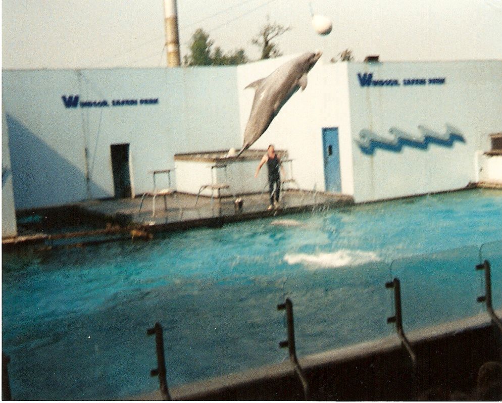 Dolphin at Windsor Safari Park, 20 May 1989