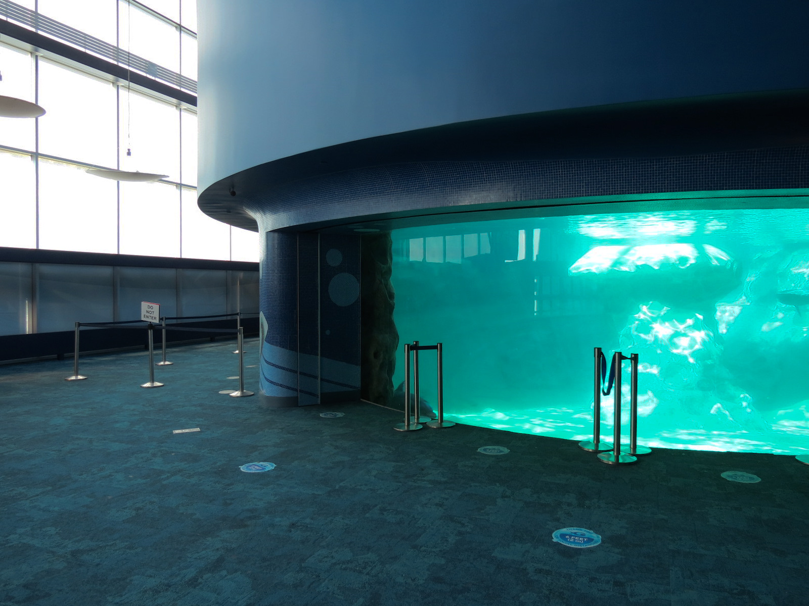 Dolphin Coast - Common Bottlenose Dolphin Exhibit