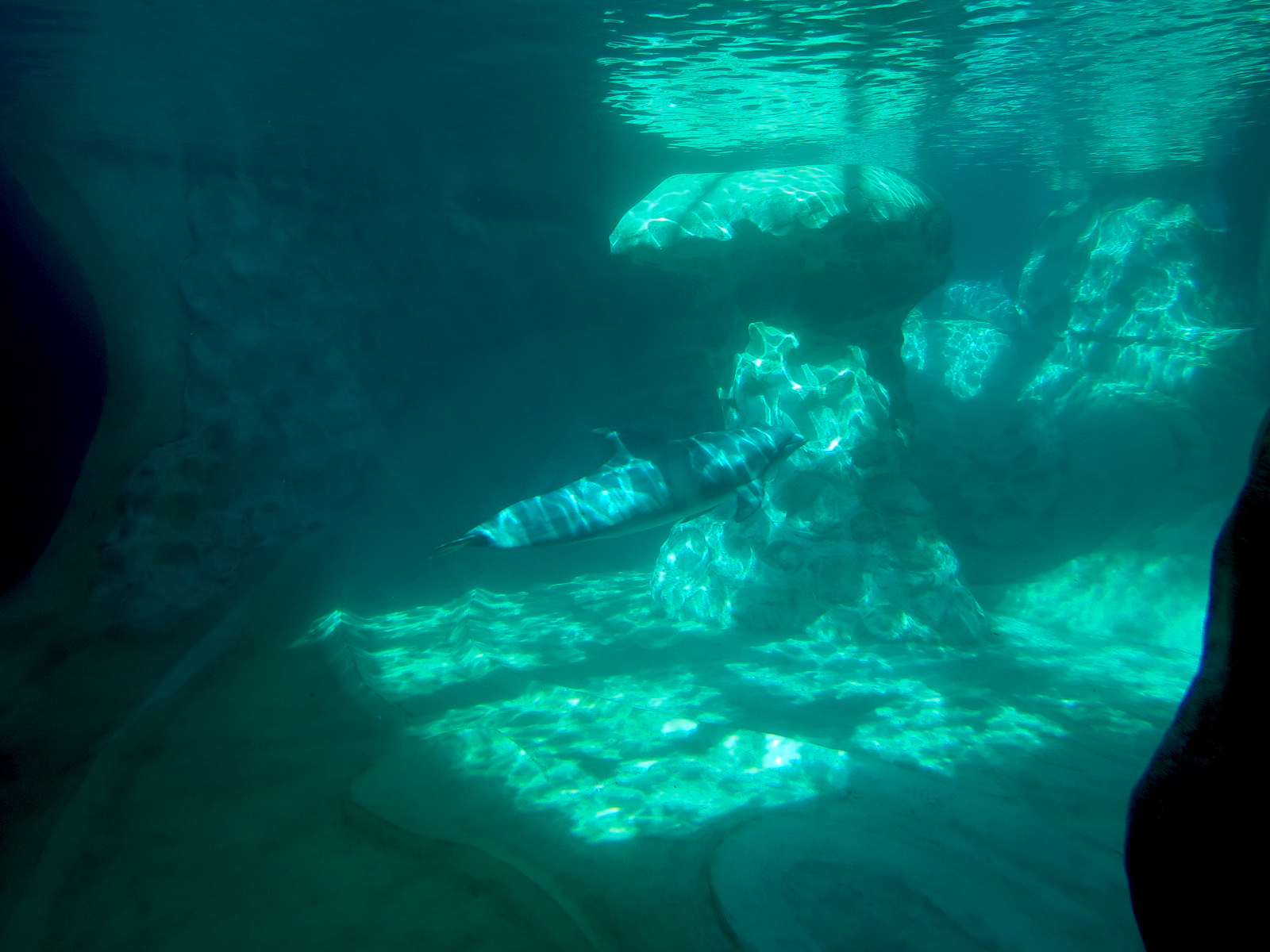 Dolphin Coast - Common Bottlenose Dolphin Exhibit