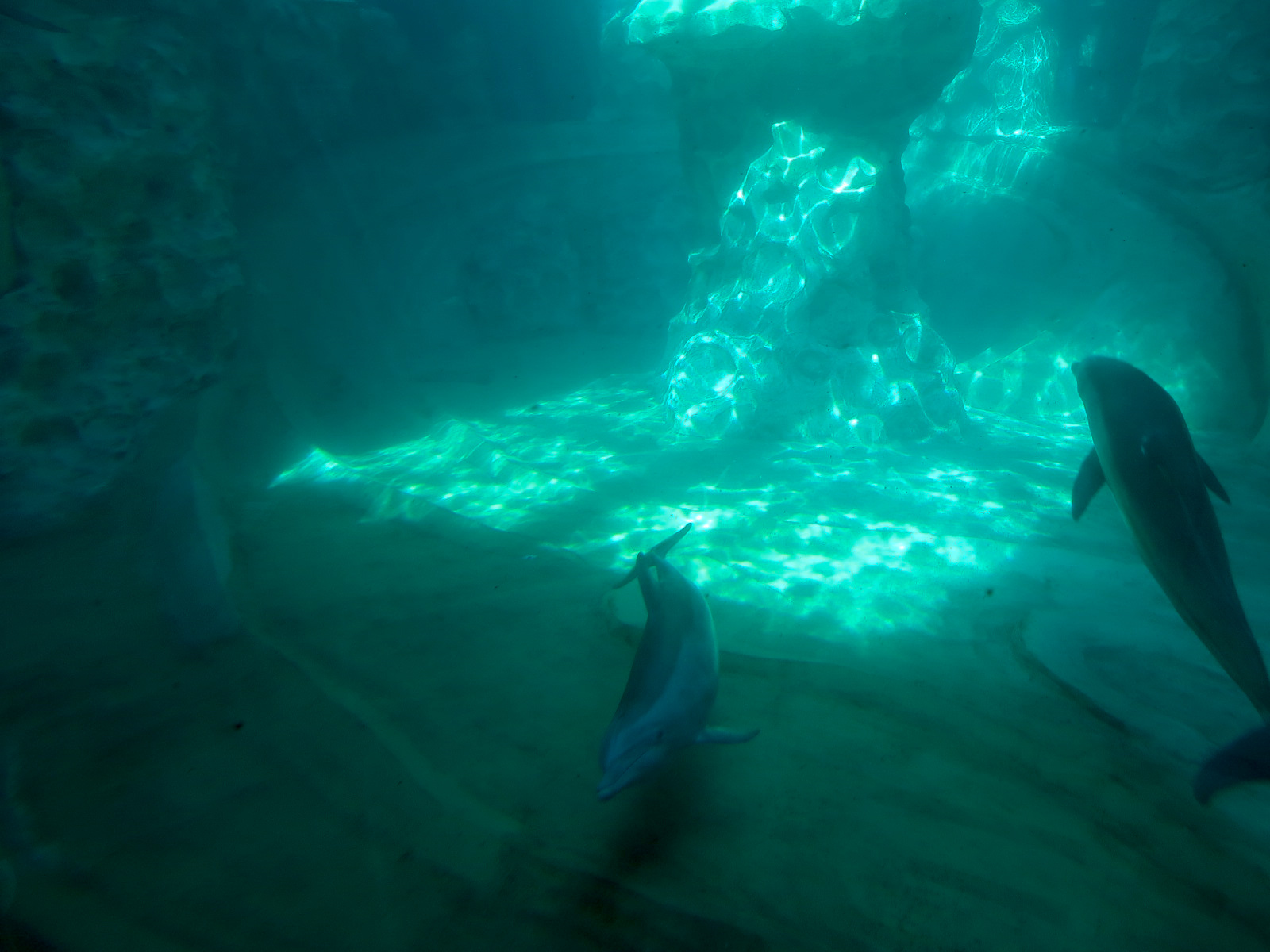 Dolphin Coast - Common Bottlenose Dolphin Exhibit