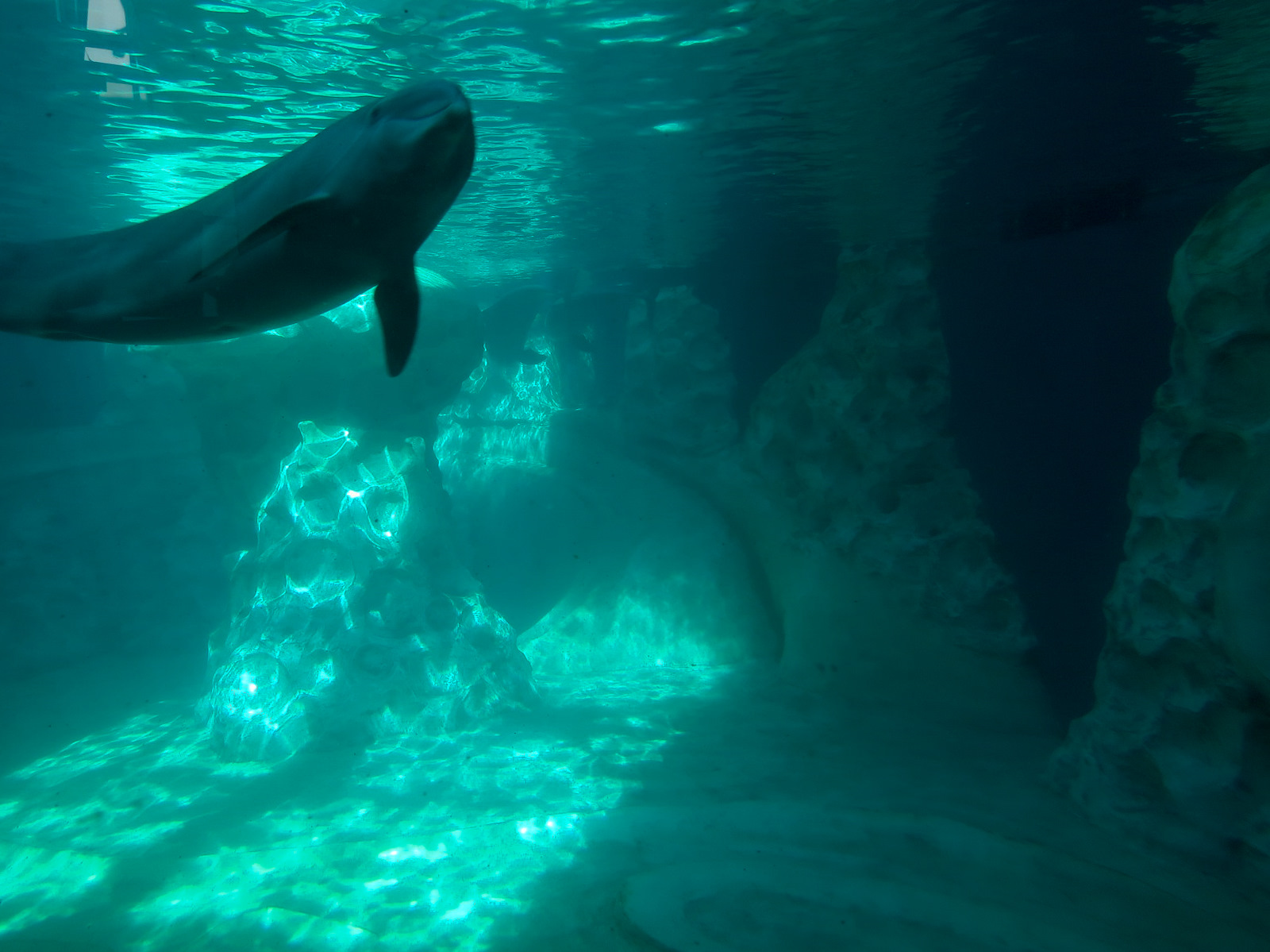 Dolphin Coast - Common Bottlenose Dolphin Exhibit