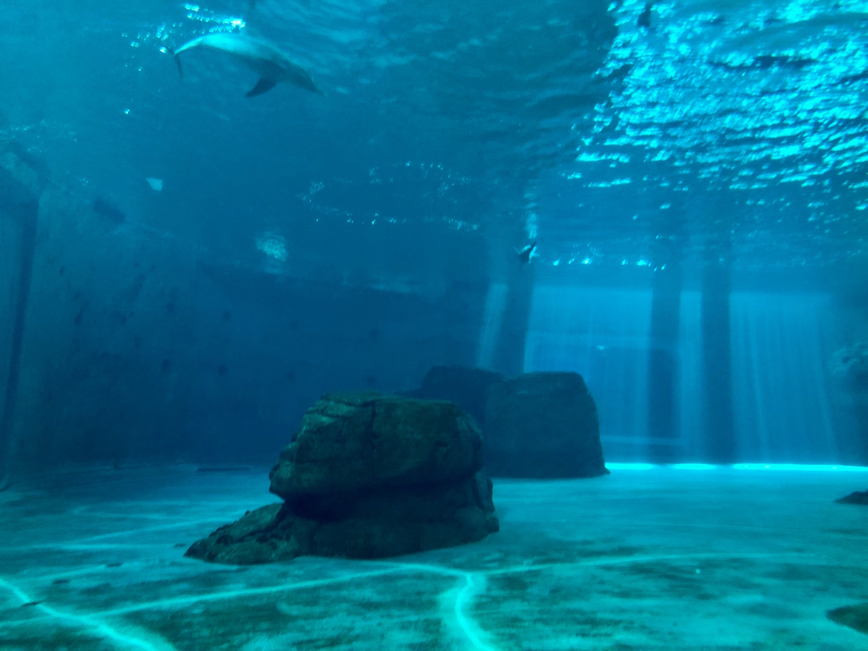 Dolphin complex underwater viewing