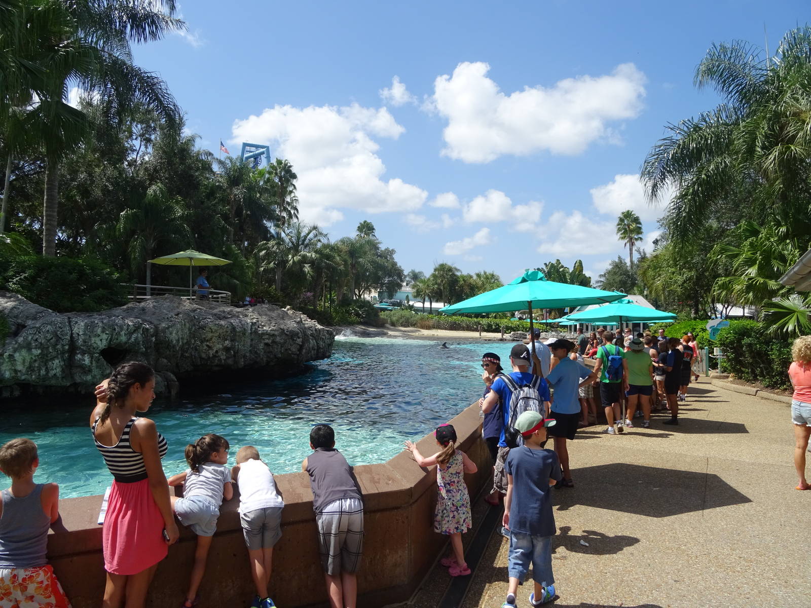 Dolphin Cove at SeaWorld