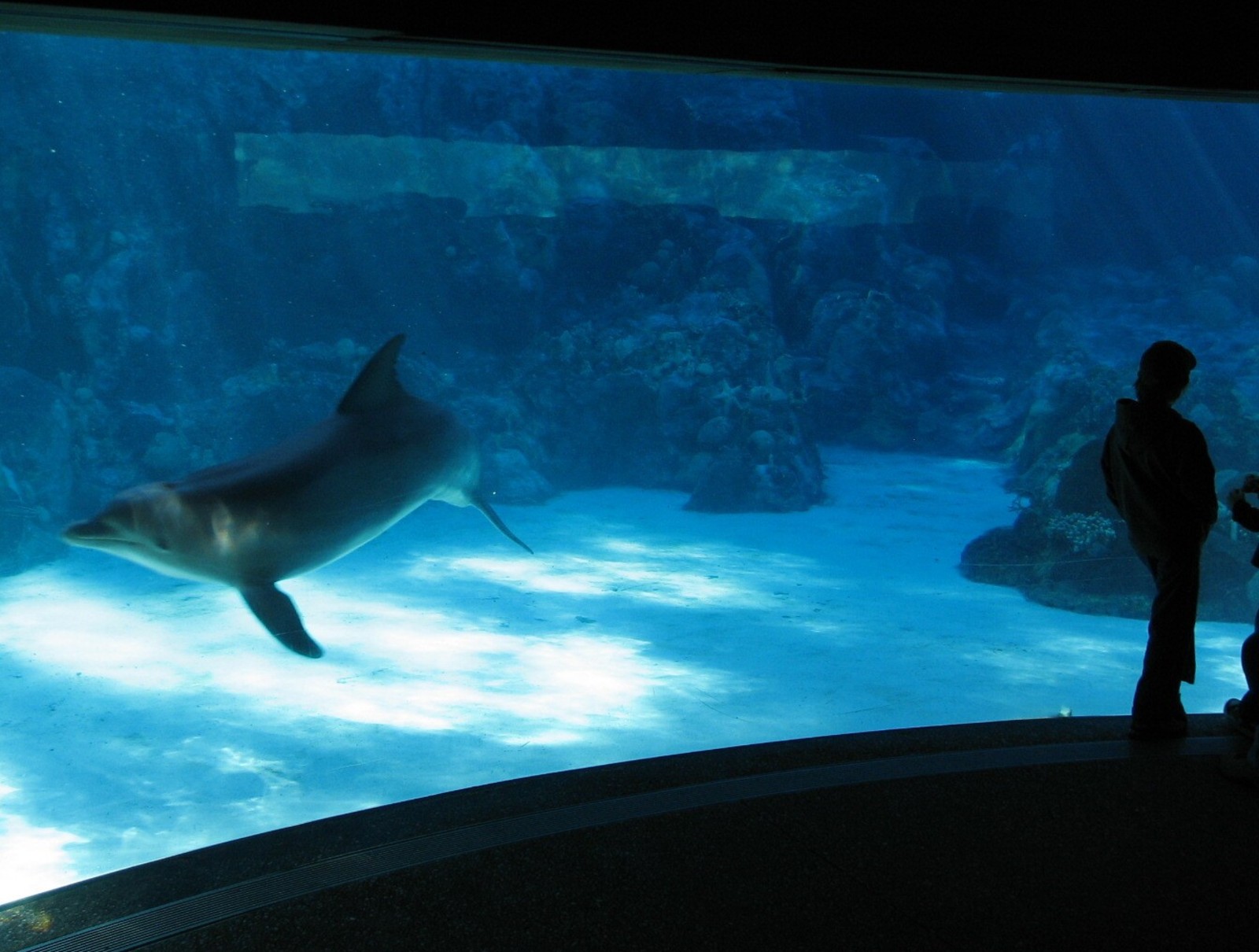Dolphin Cove - Atlantic Bottlenose Dolphin