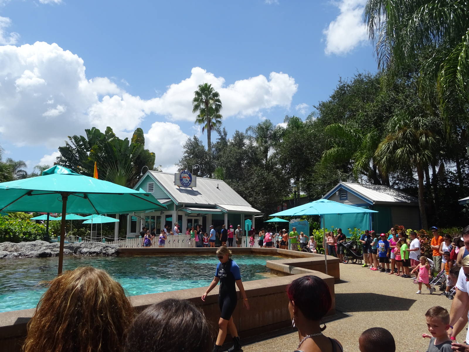 Dolphin Cove Feeding Station at SeaWorld Orlando