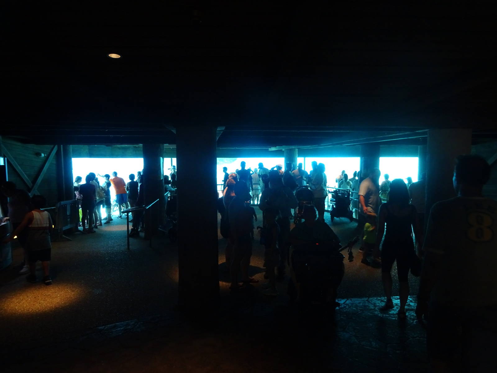 Dolphin Cove Underwater Viewing at SeaWorld Orlando