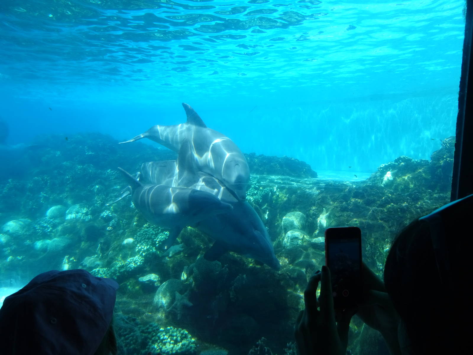 Dolphin Cove Underwater Viewing at SeaWorld Orlando