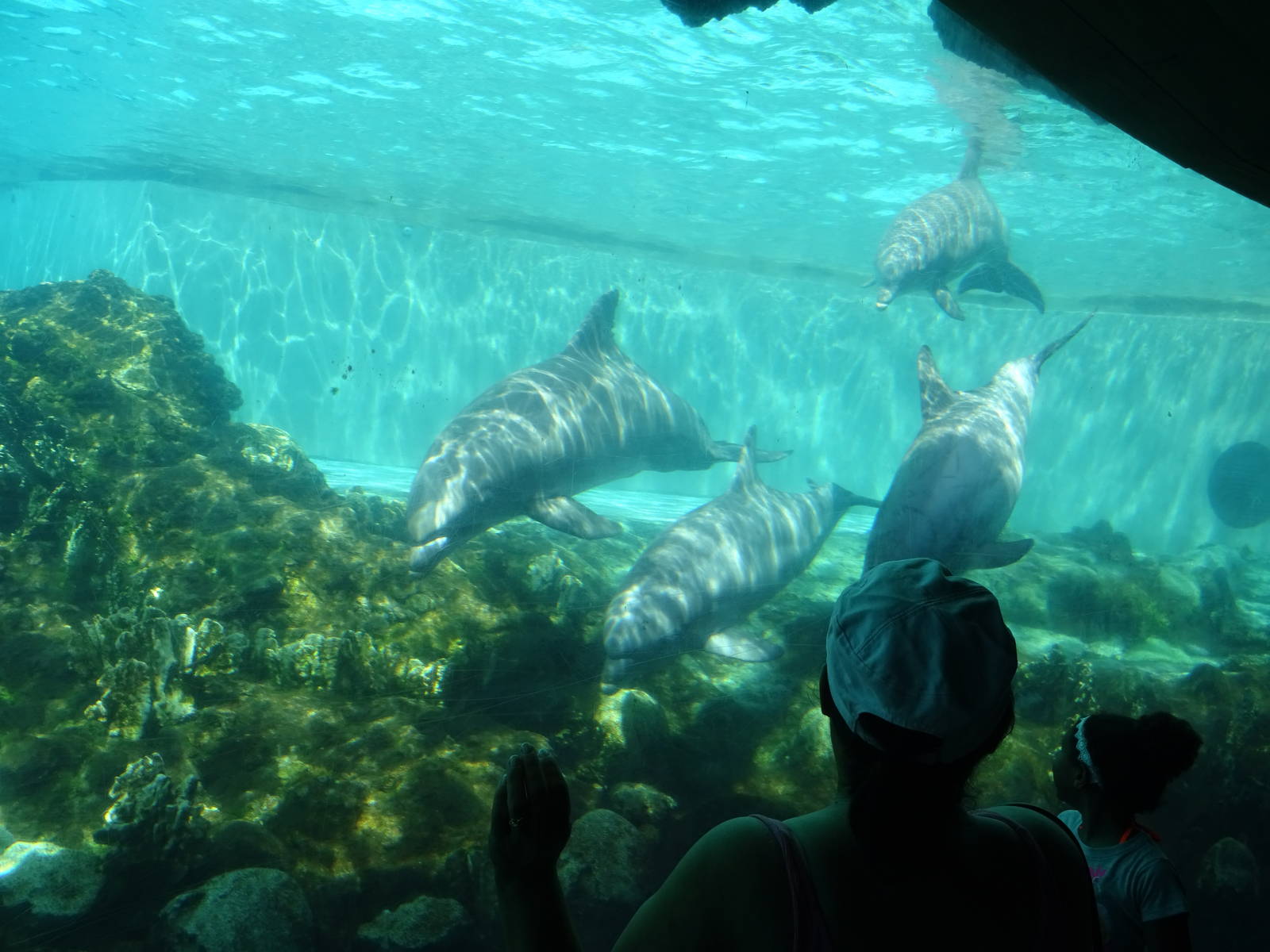 Dolphin Cove Underwater Viewing at SeaWorld Orlando