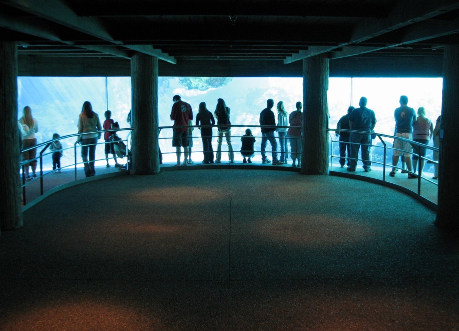 Dolphin Cove - Underwater Viewing