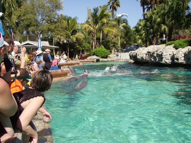 Dolphin Cove
