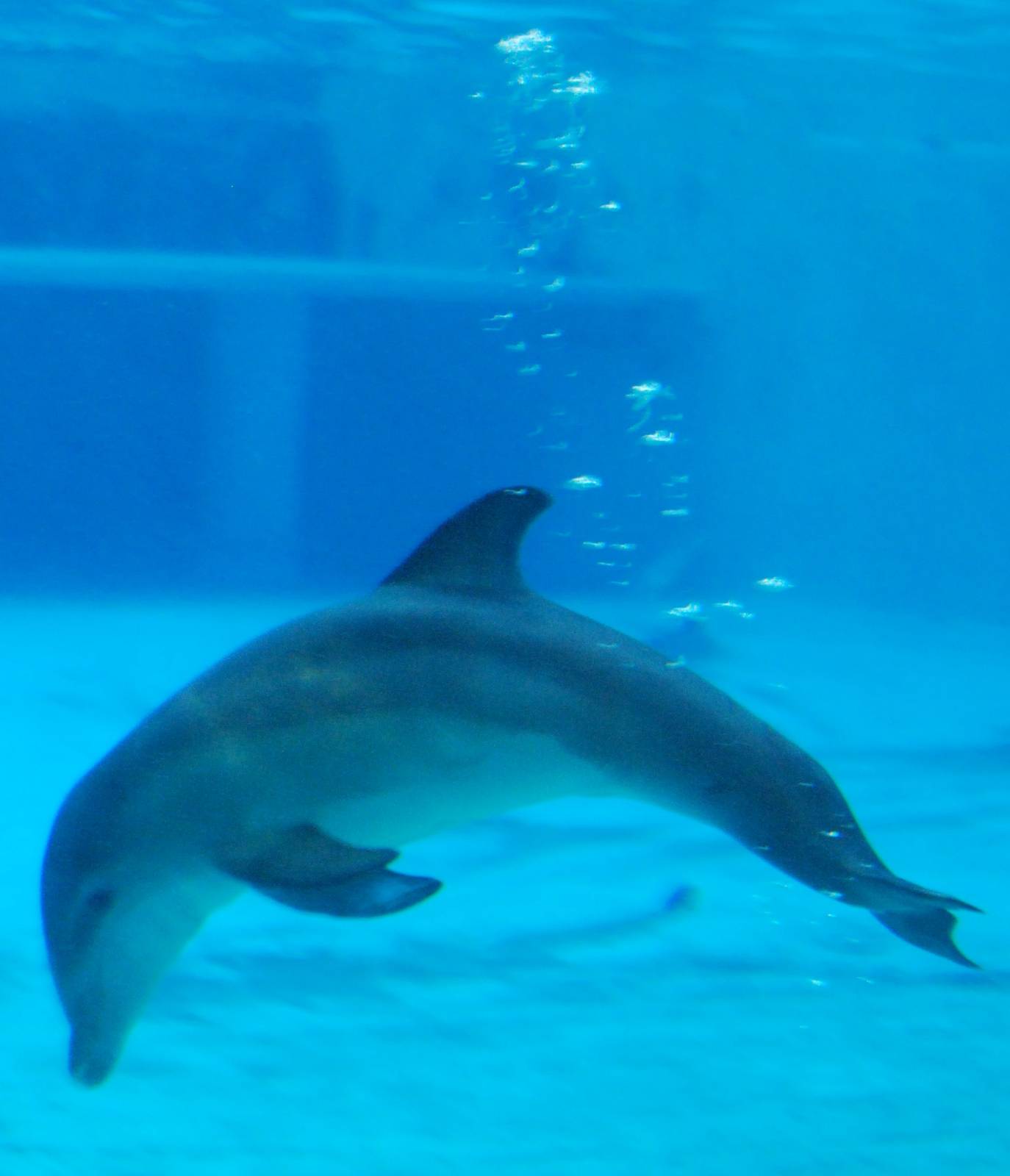 Dolphin Cub 2008