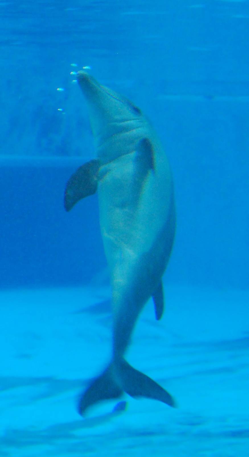 Dolphin Cub 2008