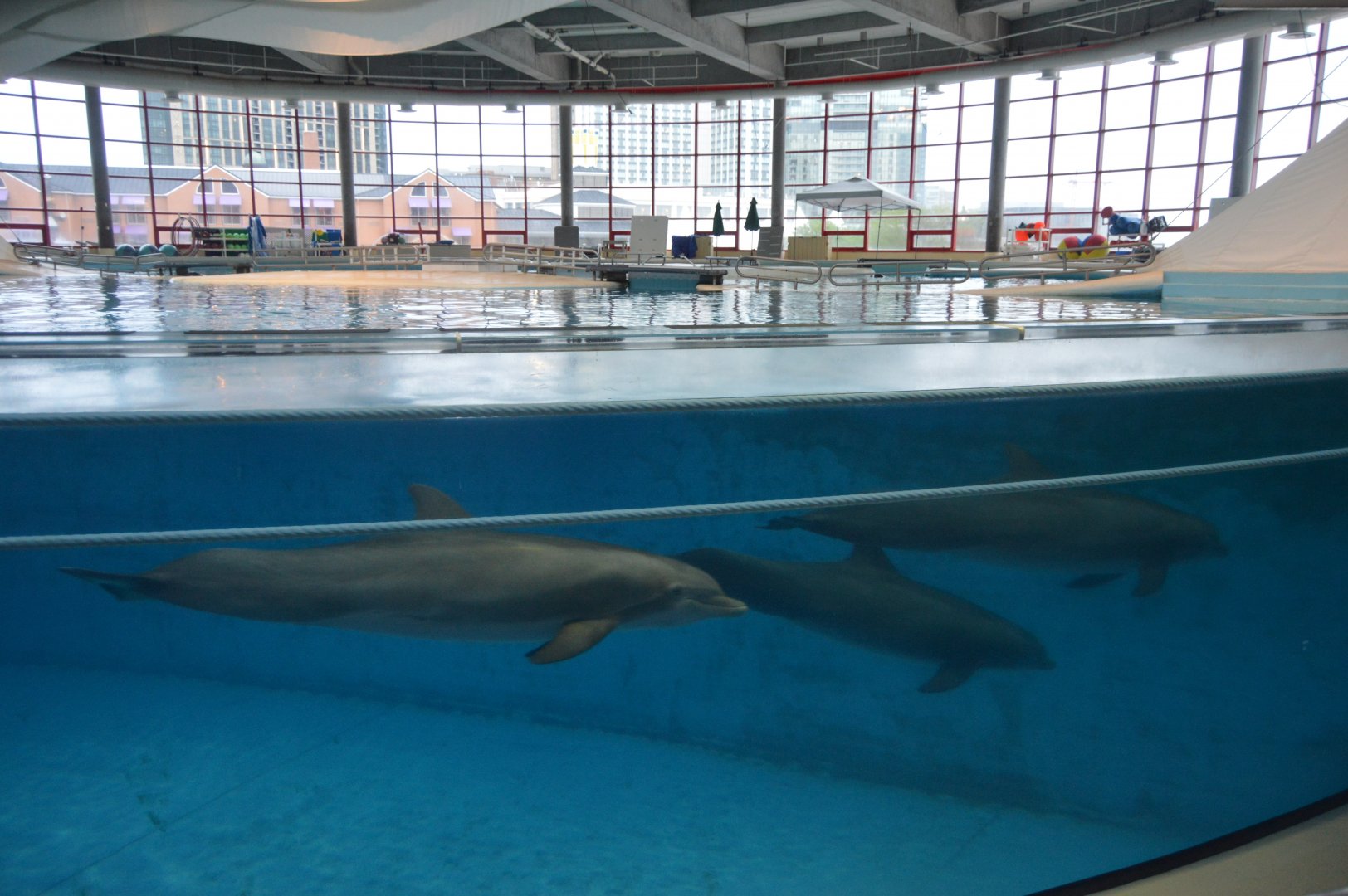 Dolphin Discovery - Common Bottlenose Dolphin (Tursiops truncatus)