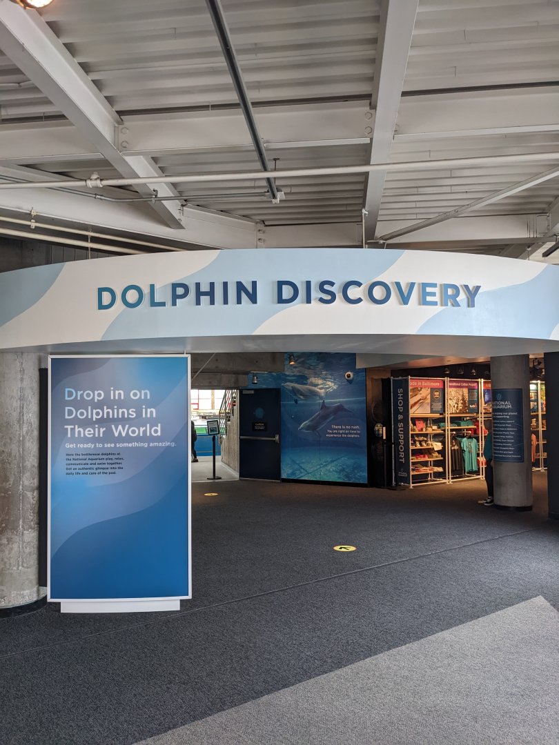 Dolphin Discovery