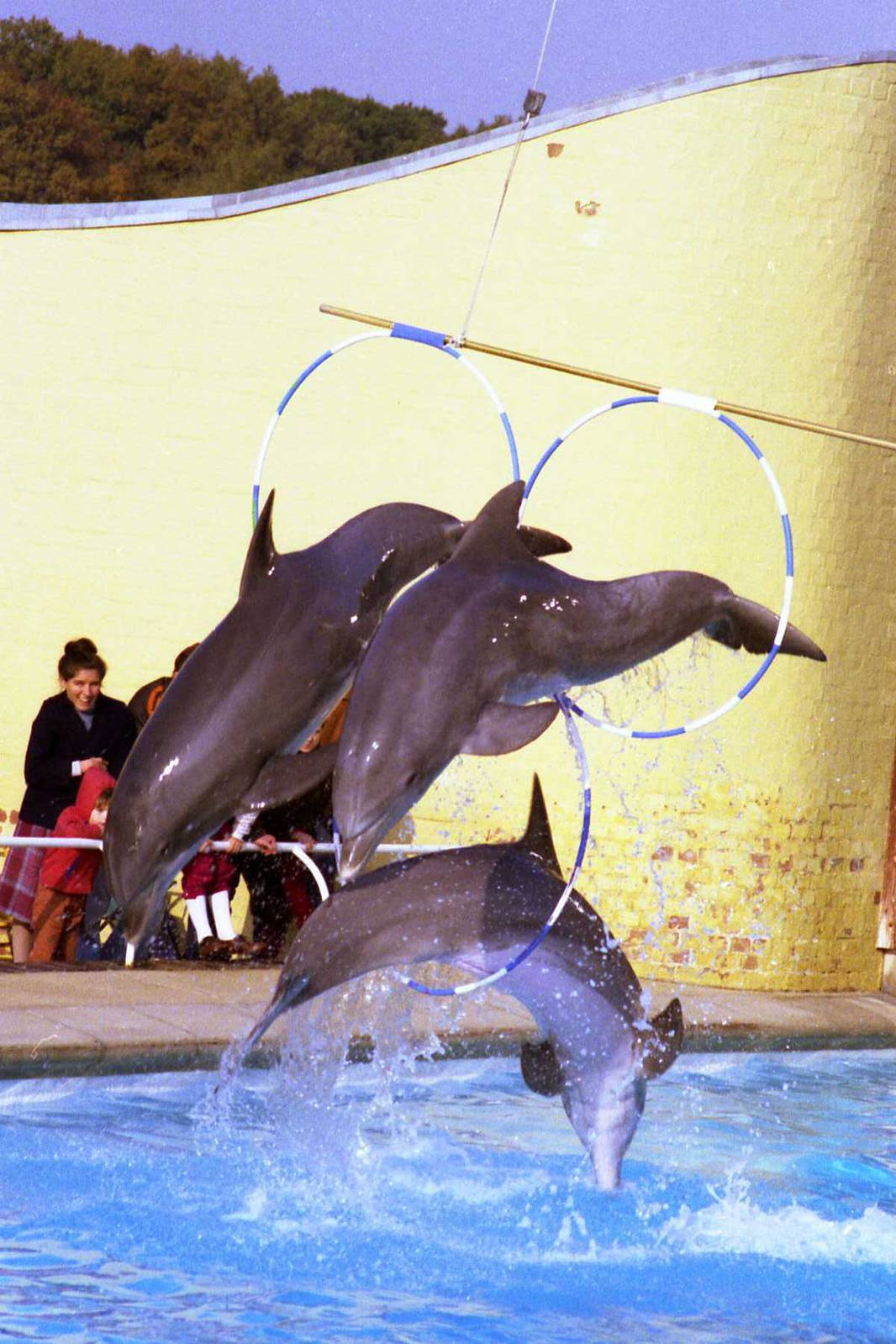 Dolphin display at whipsnade