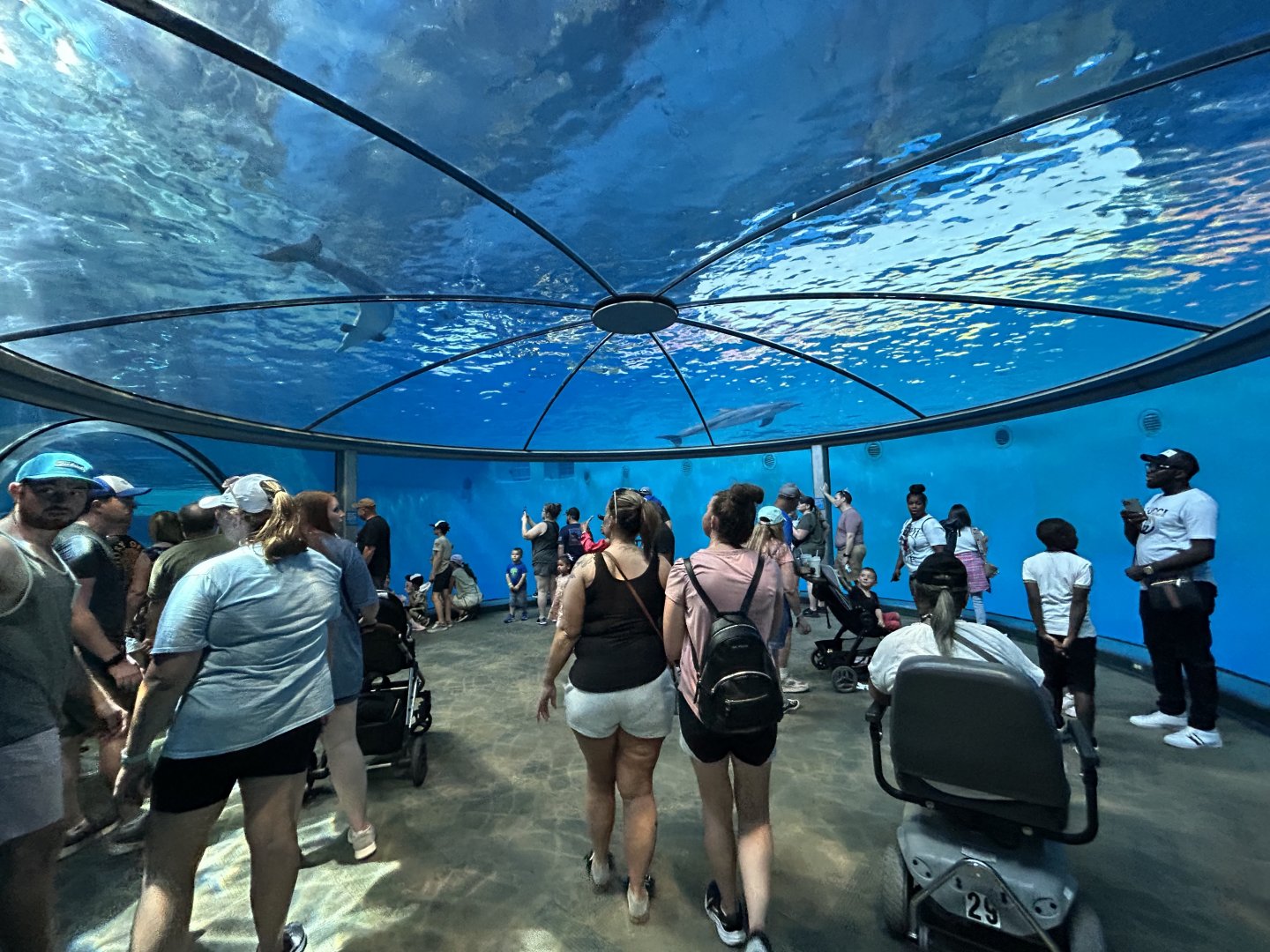 Dolphin Dome - St. Vincent Dolphin Pavilion