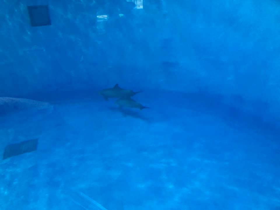Dolphin Dome