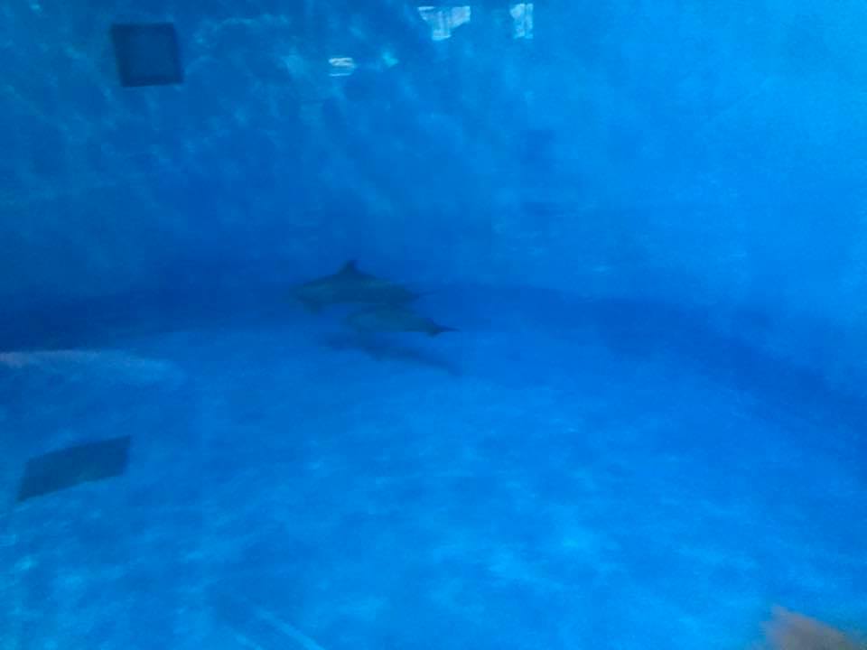 Dolphin Dome