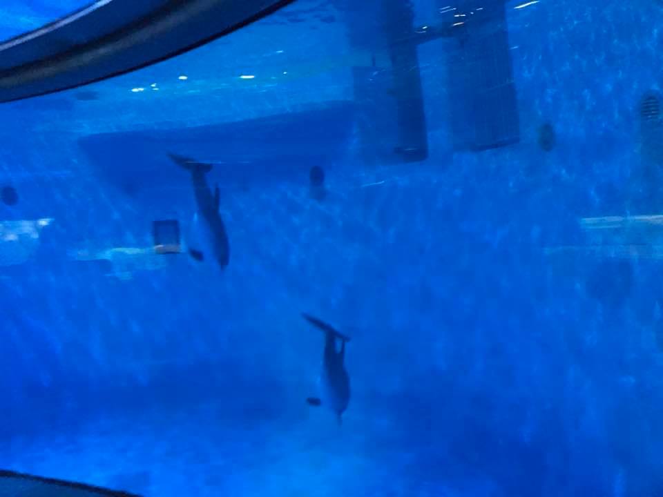 Dolphin Dome