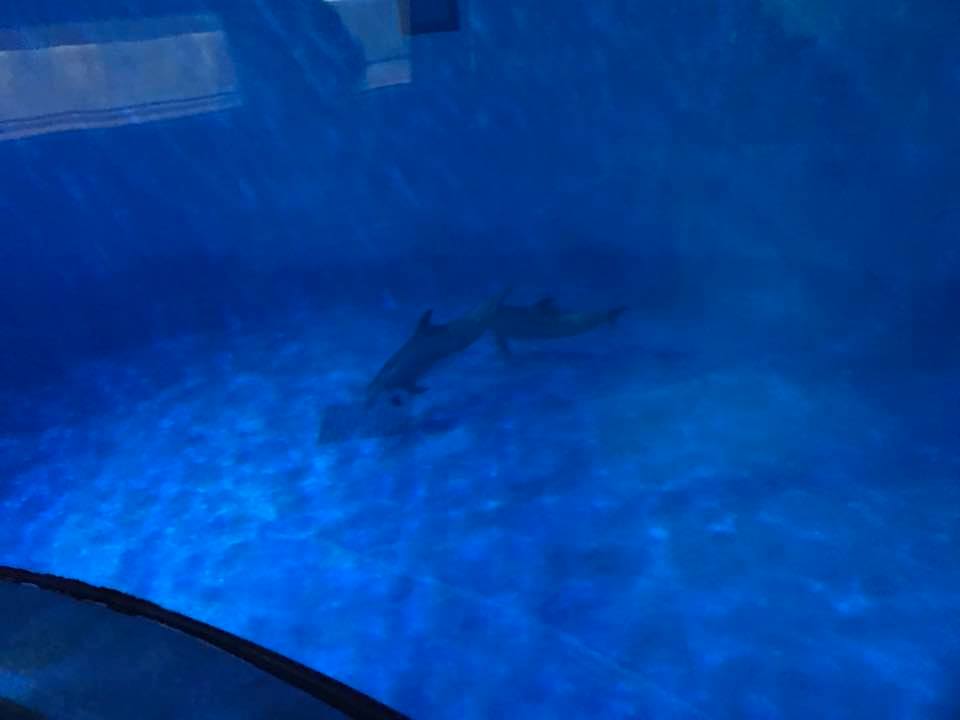 Dolphin Dome