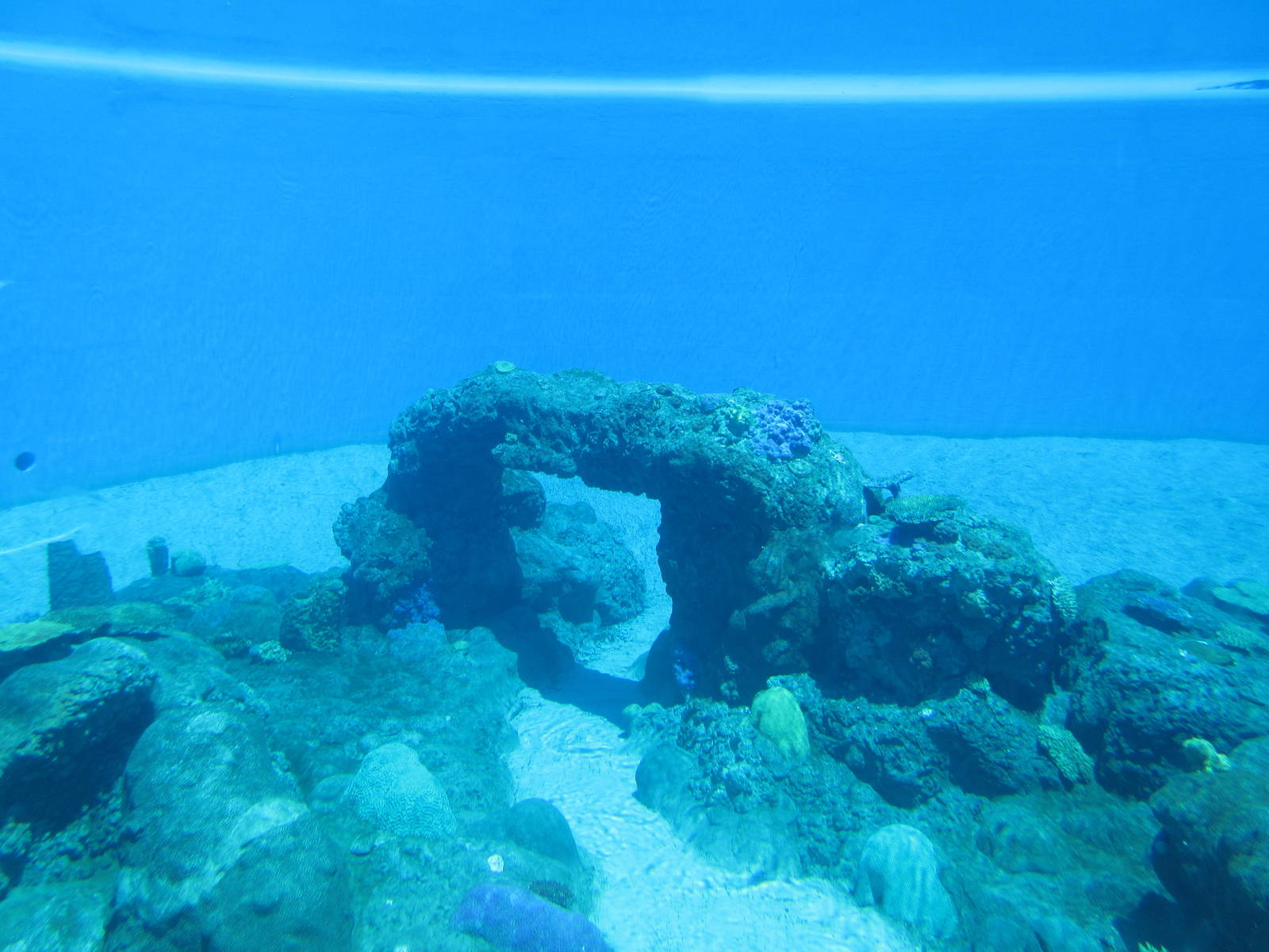 Dolphin Exhibit - underwater viewing
