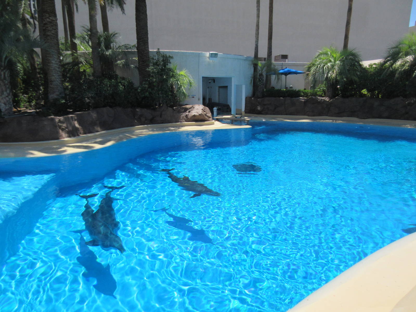 Dolphin Exhibit