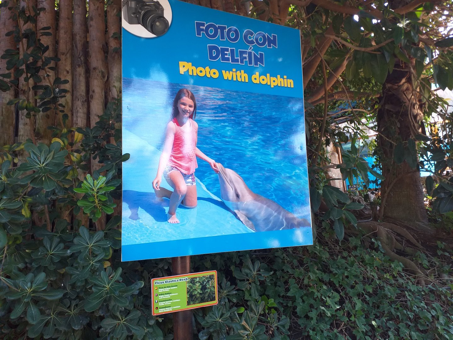 Dolphin experience advertisement -MundoMar Benidorm (2021)