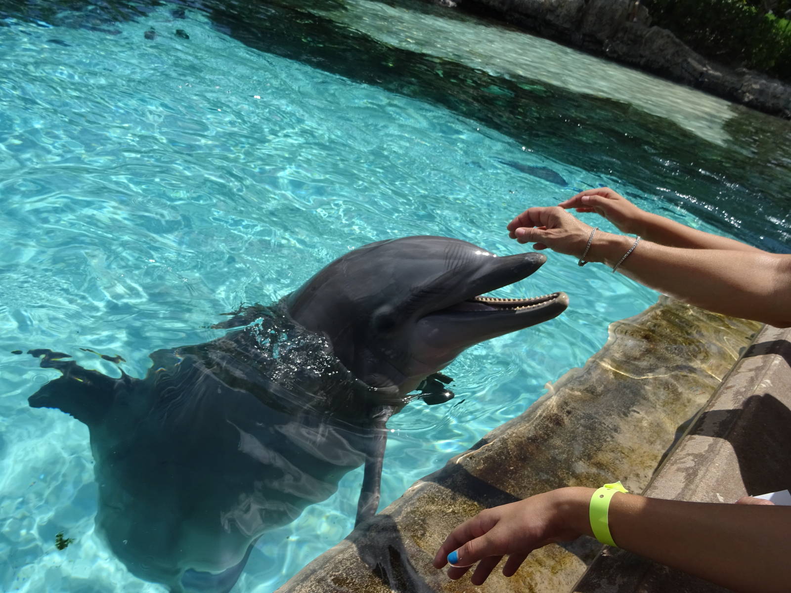Dolphin Feeding at SeaWorld Orlando